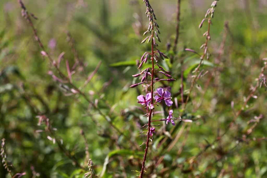 fireweed flowers bloom in succession
