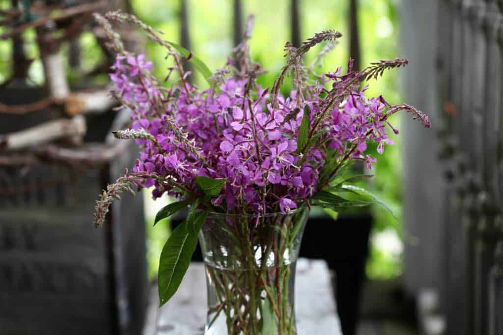 fireweed flowers in a vase