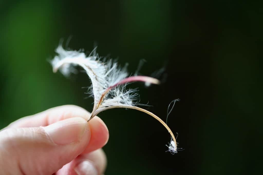a hand holding a mature fireweed seed pod, opened and displaying seeds and silky hairs inside