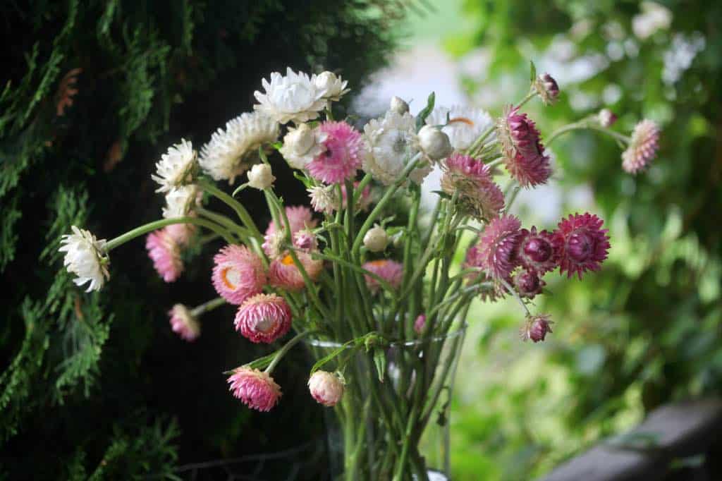 fresh cut flowers in a vase