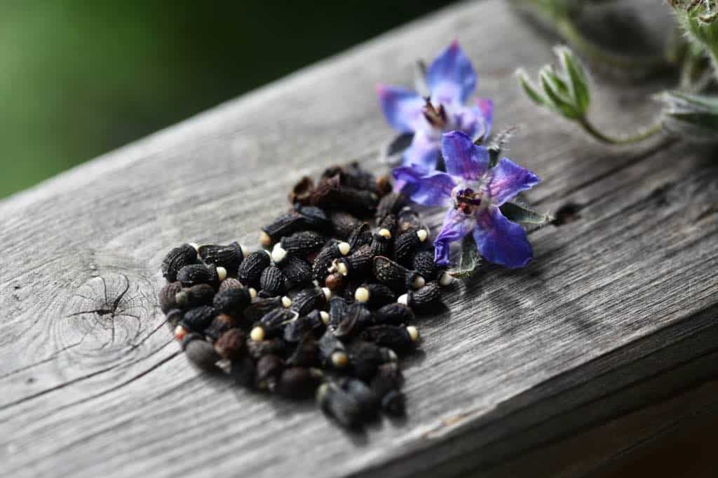 freshly harvested borage seeds from the garden, on a wooden railing