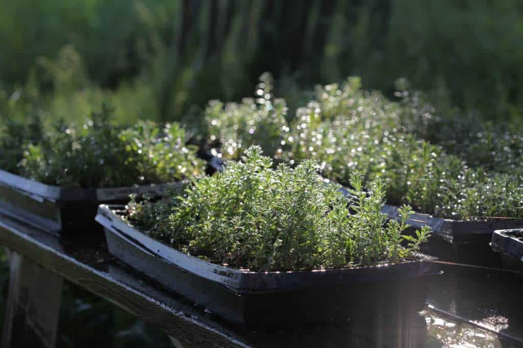 freshly watered lavender seedlings in cell trays, ready for planting