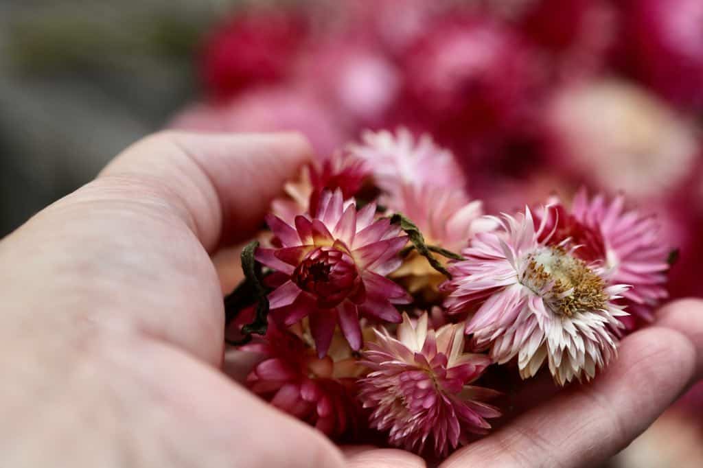 a hand holding dried strawflowers