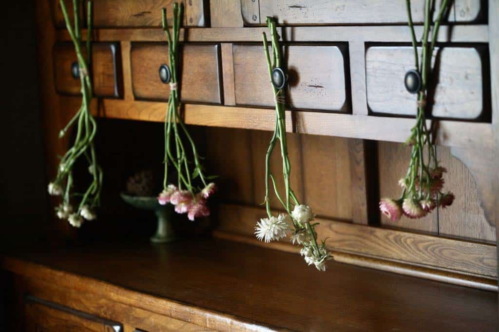 hanging small bundles of strawflowers to dry