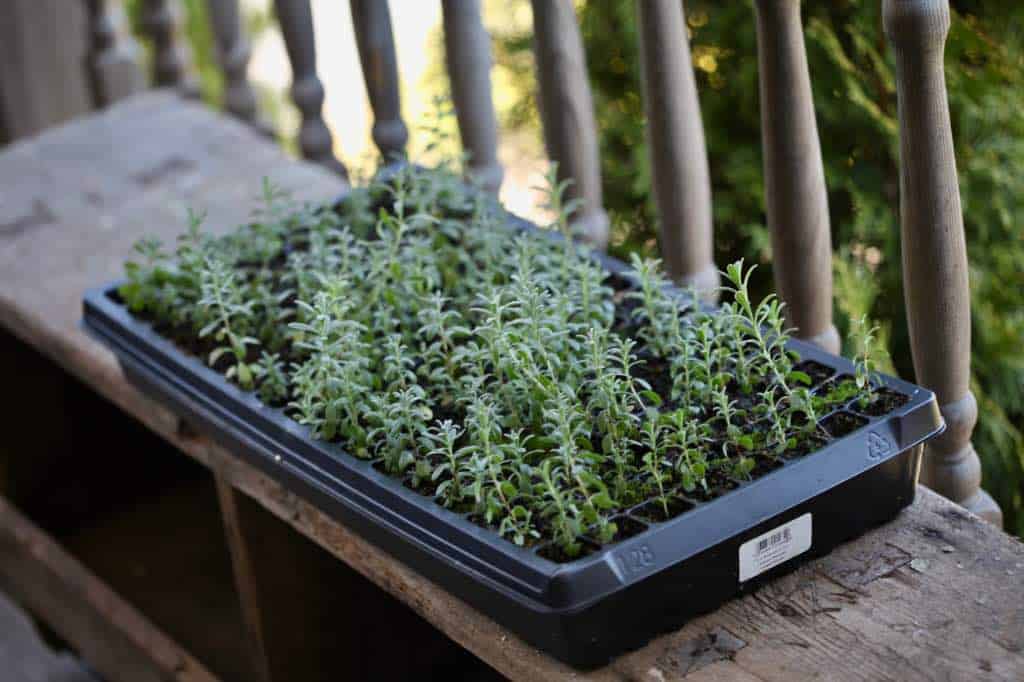 hardening off lavender seedlings