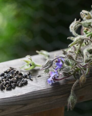 borage seeds and stems on a wooden railing