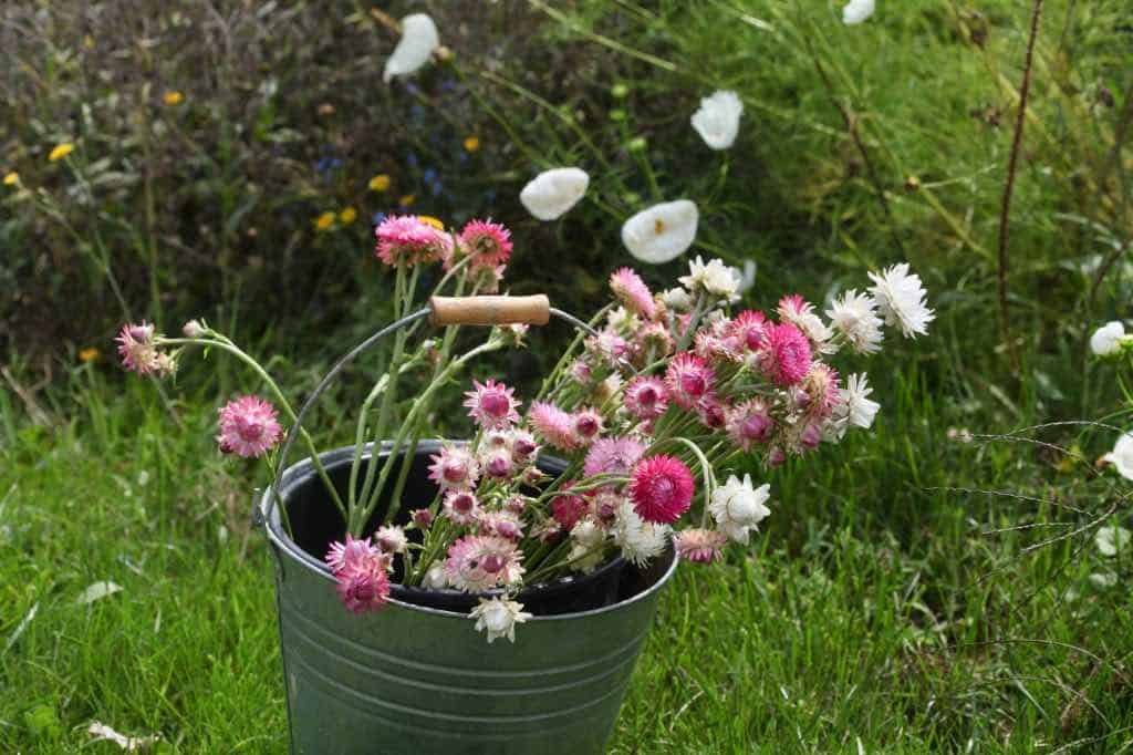 harvesting strawflowers into a metal bucket on a bright and sunny day