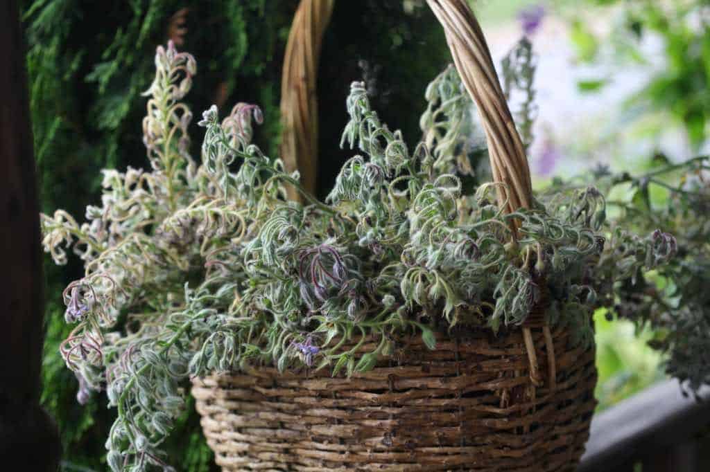 a basket full of pruned borage stems for seed collection