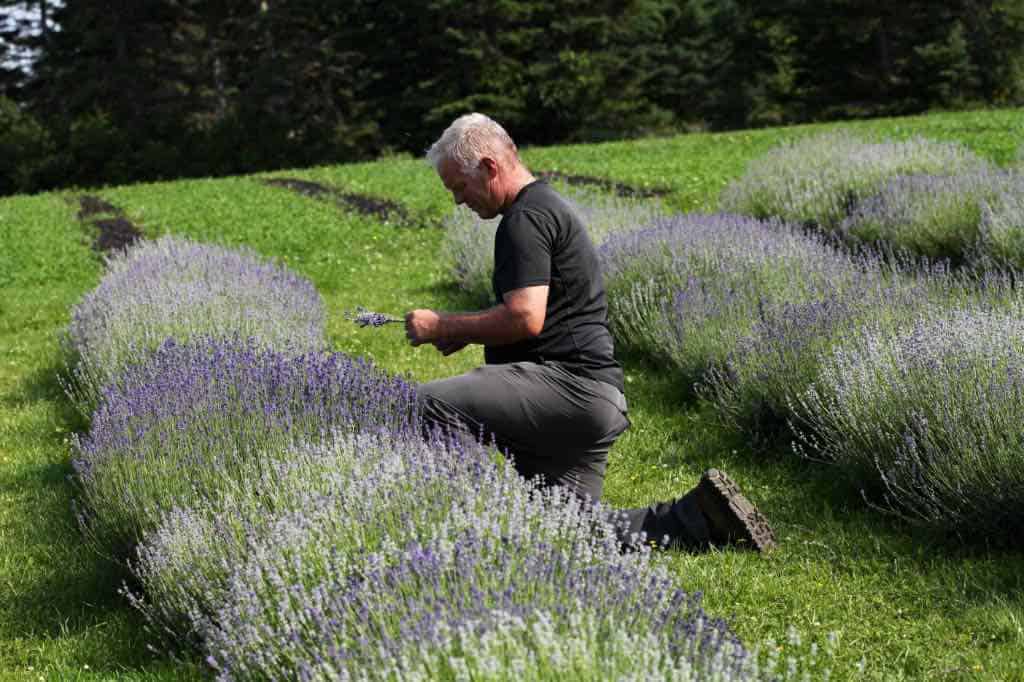 a man harvesting lavender blooms