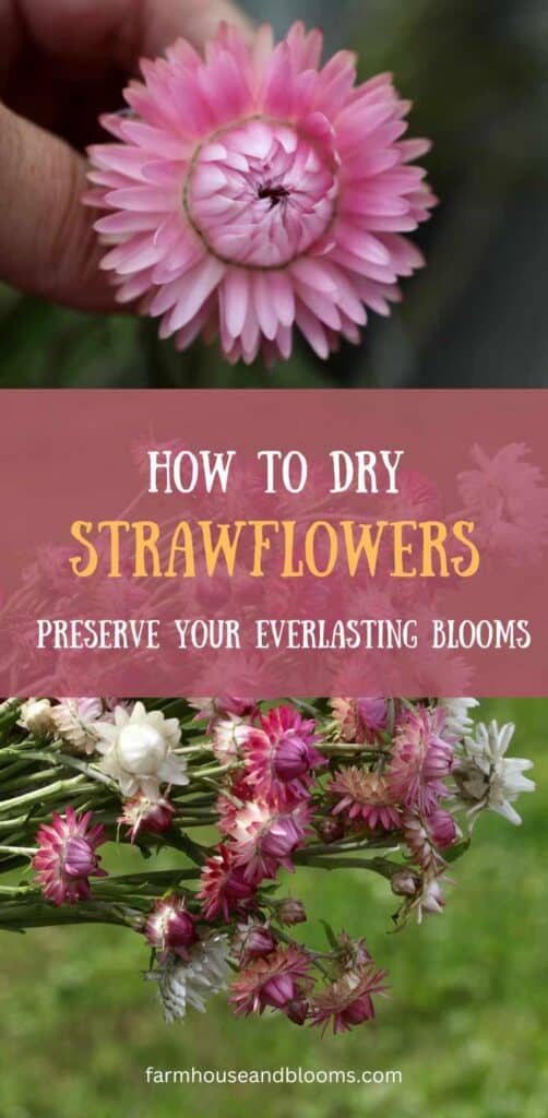 how to dry strawflowers- pinterest pin