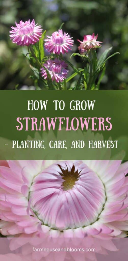 pinterest pin- how to grow strawflowers