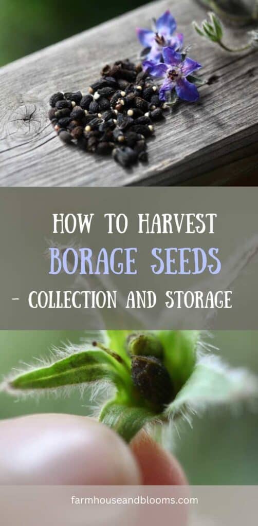 how to harvest borage seeds pinterest pin