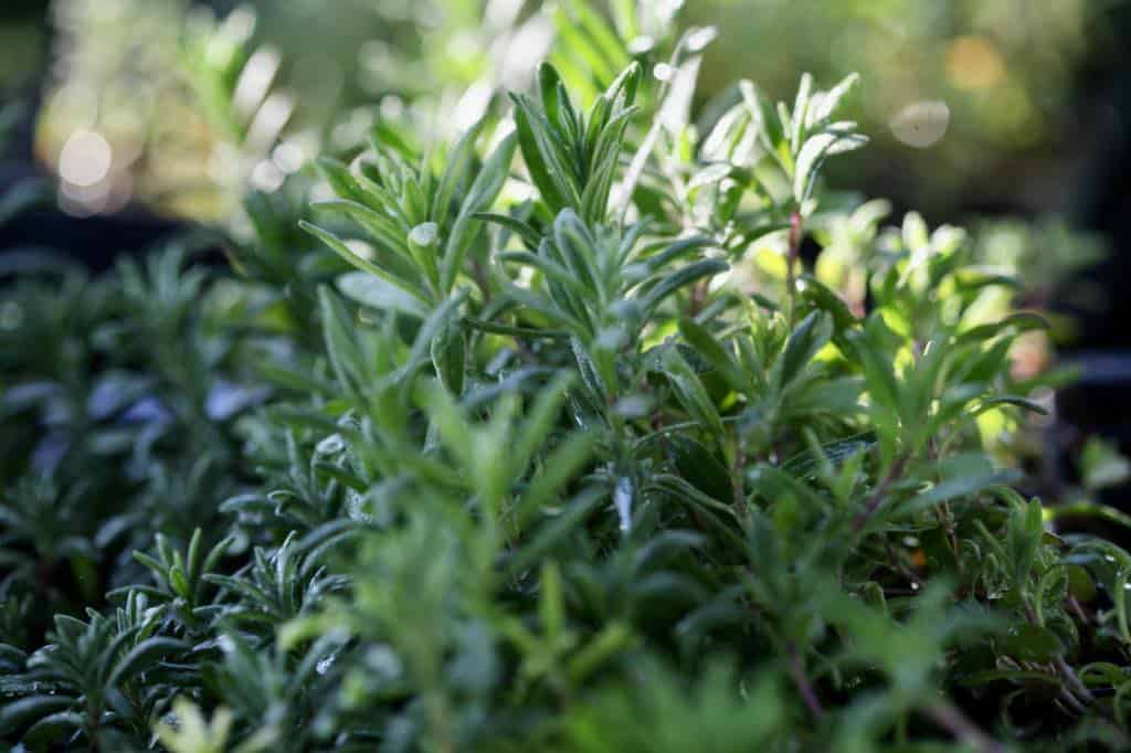 lavender grown from seed indoors ready for planting