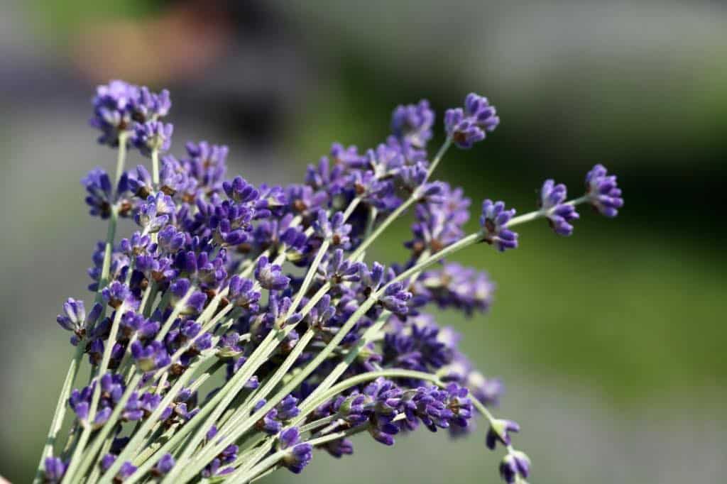 lavender stems freshly harvested