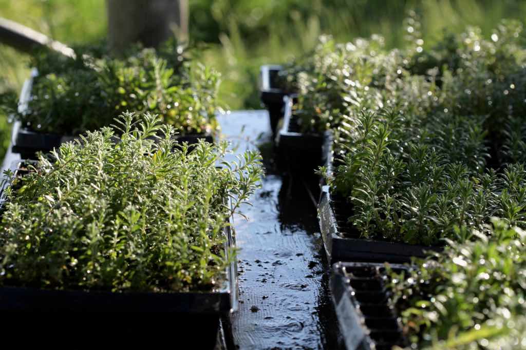 lavender seedlings in cell trays