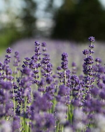 lavender flowers in bloom
