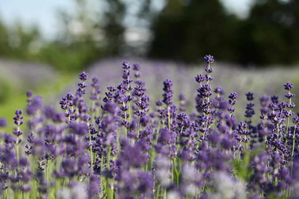 lavender in the garden