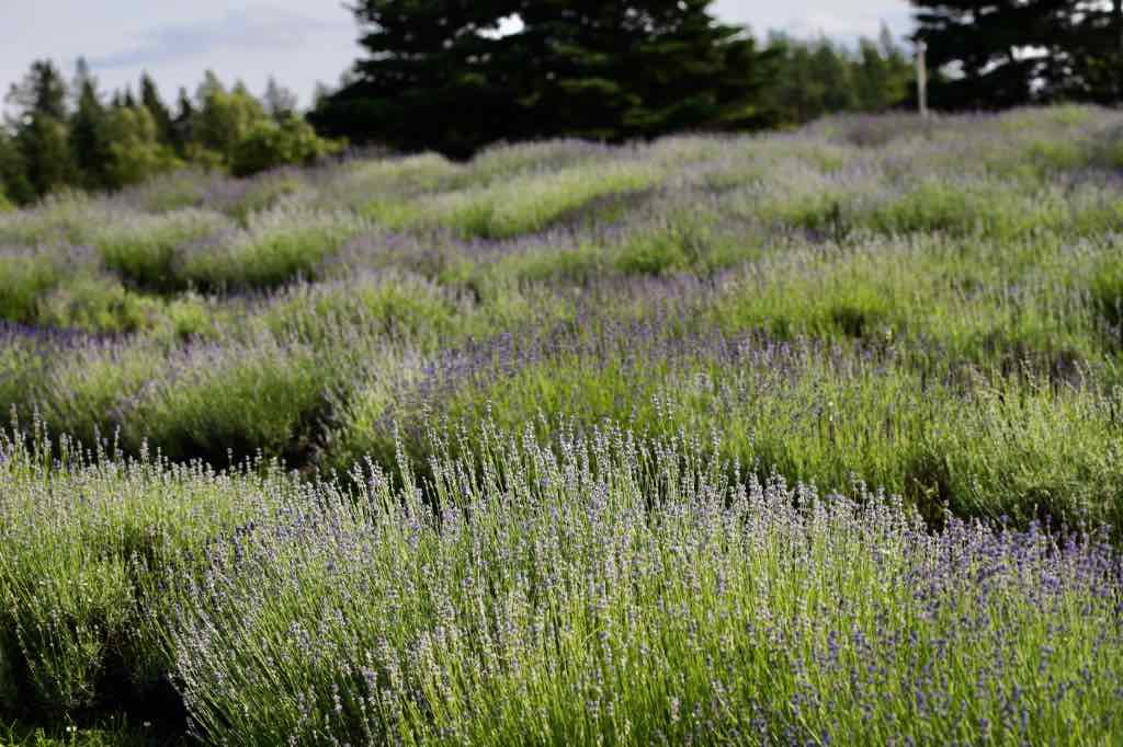 lavender plants in a field