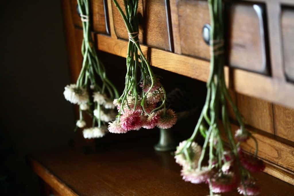 strawflowers hanging upside down on a cabinet