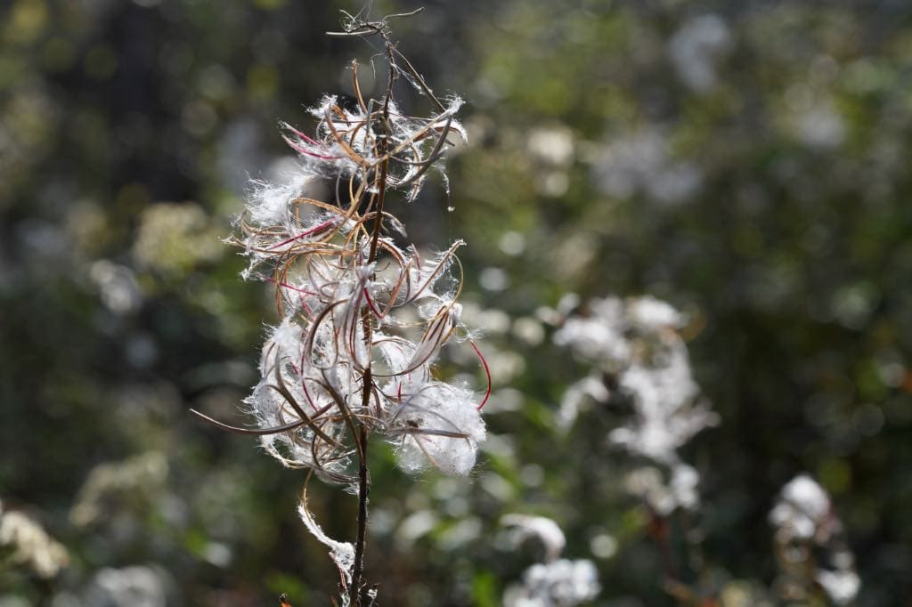 mature fireweed seed pods open with seeds and silky hairs released and stuck to the plant