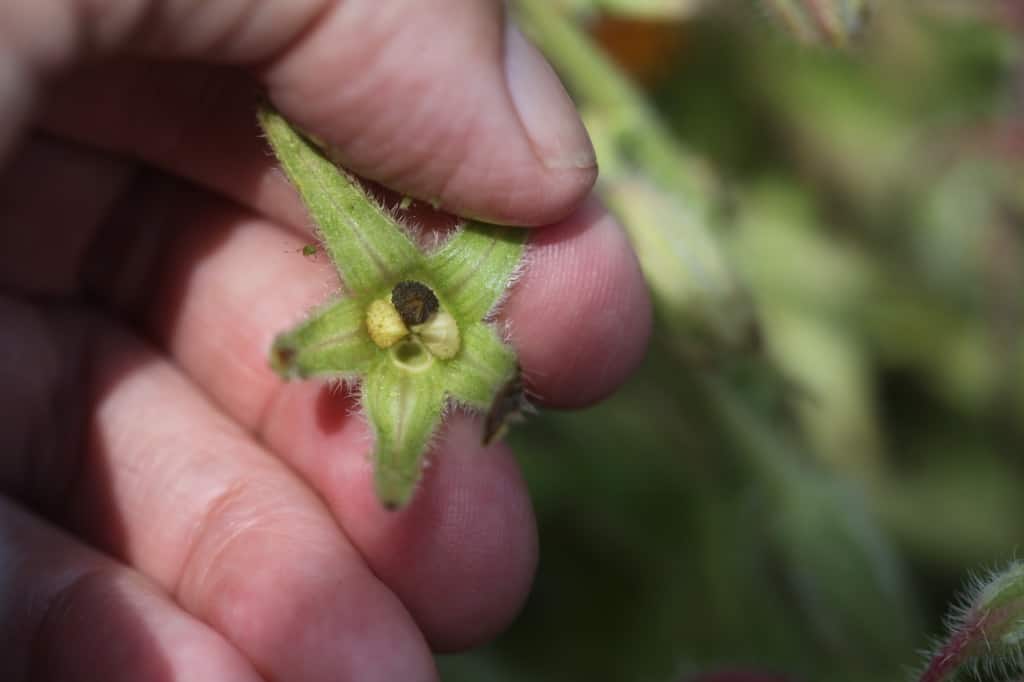 a borage seed head with one mature brown borage seed, next to two immature seeds, and one vacant spot of a seed already released