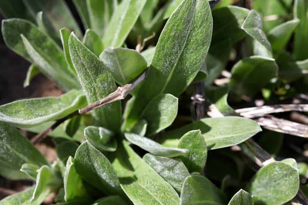 perennial bachelor button emerging in spring