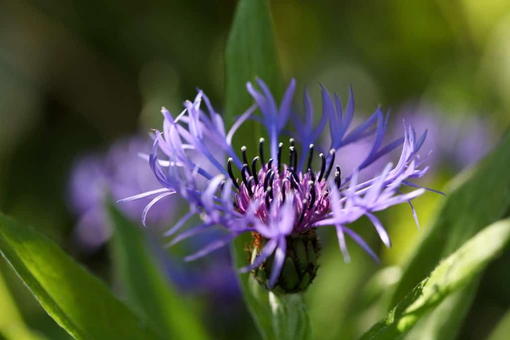 perennial bachelor buttons in the garden