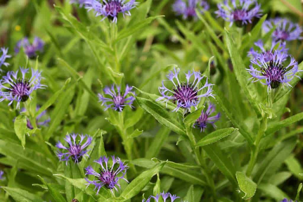 Perennial Bachelor Buttons In The Garden Farmhouse & Blooms