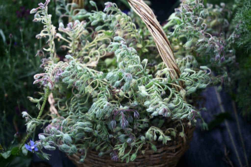 pruned stems of borage in a basket