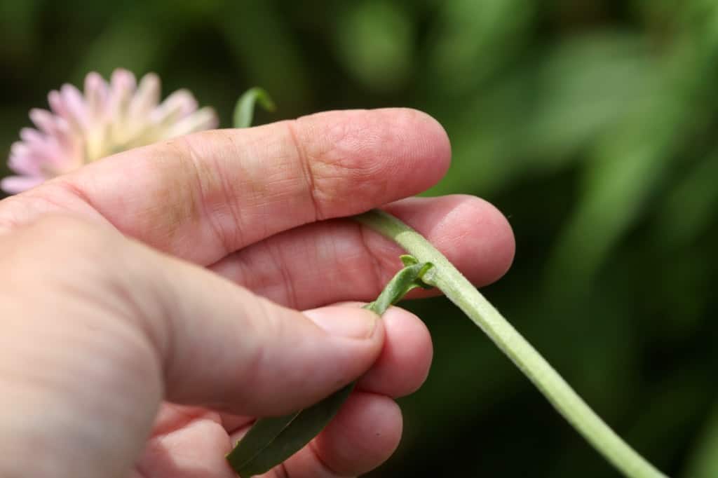 removing strawflower foliage from the stem before drying
