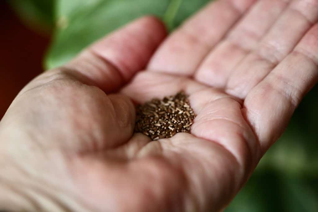 a hand holding strawflower seeds