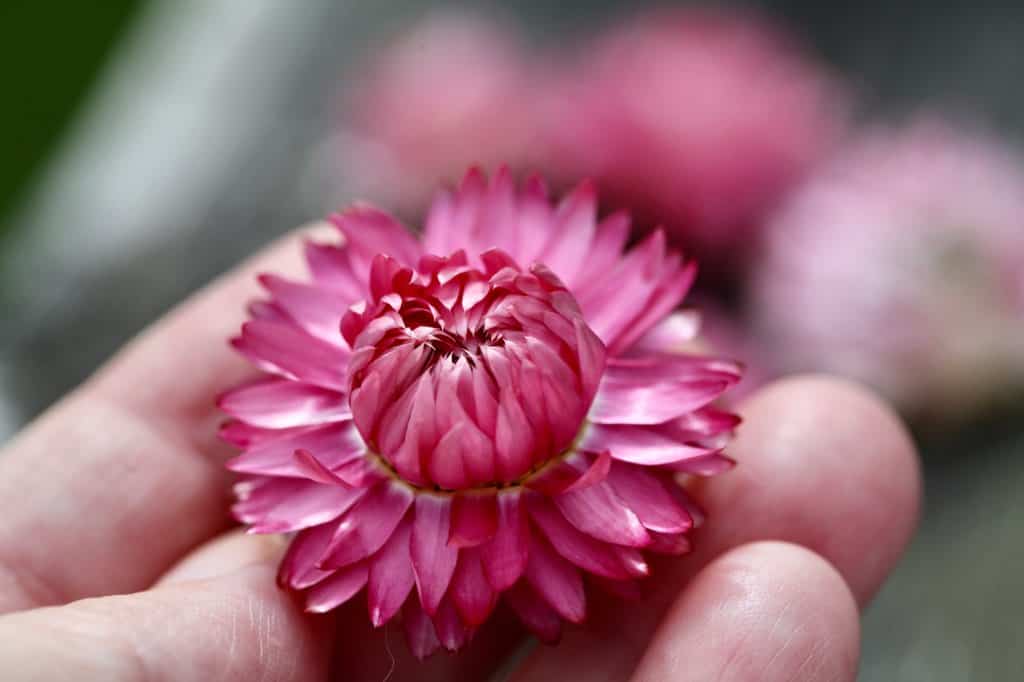 a hand holding a dried pink strawflower