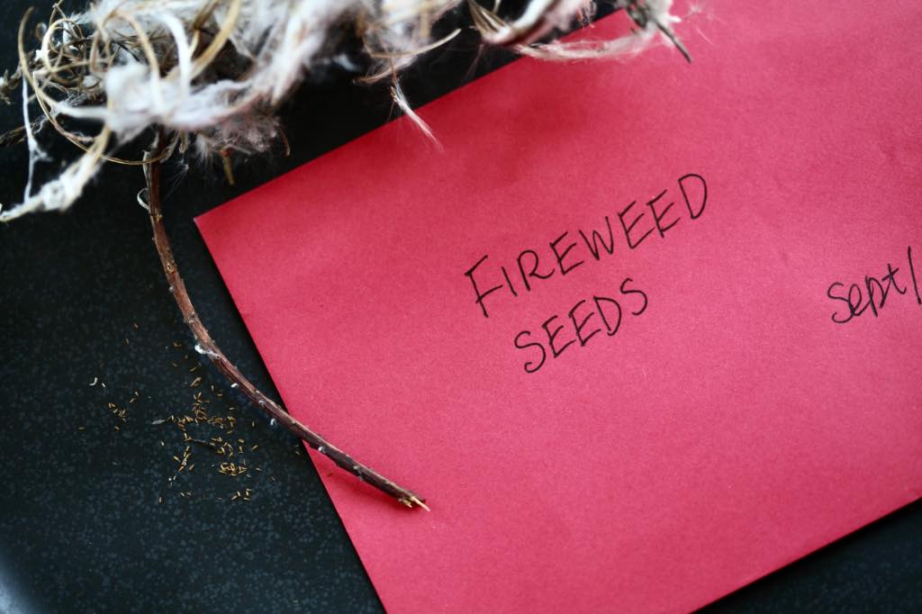 fireweed seeds next to an envelope labelled for storage