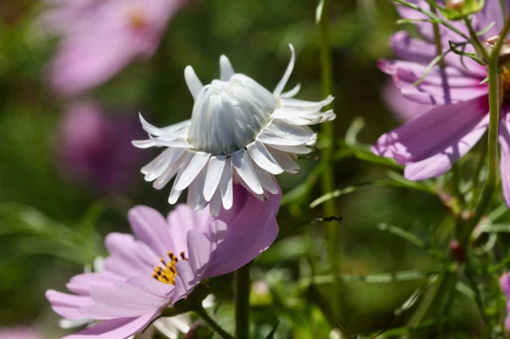 a white strawflower in the garden with pink cosmos