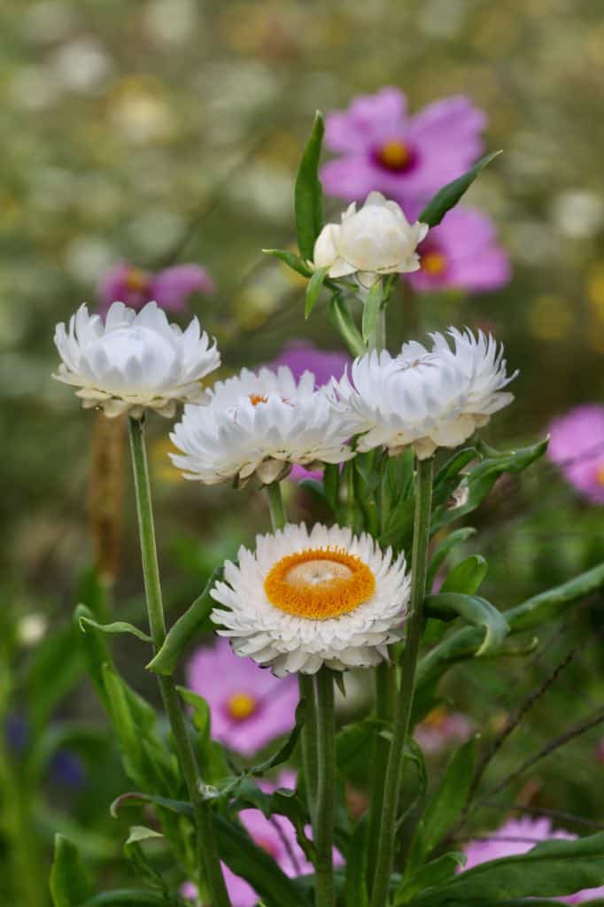 white strawflowers in the garden