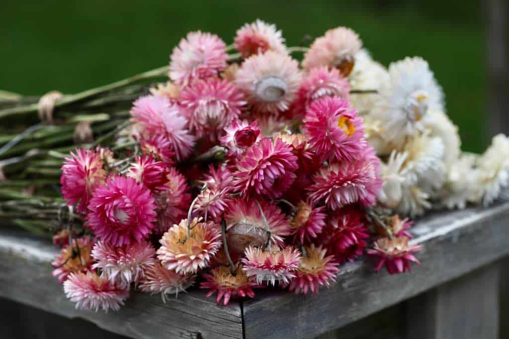 bunches of pink and white strawflowers on a wooden railing
