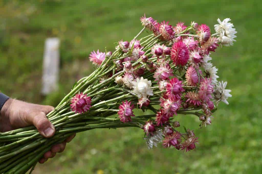 a hand holding a bouquet of strawflowers