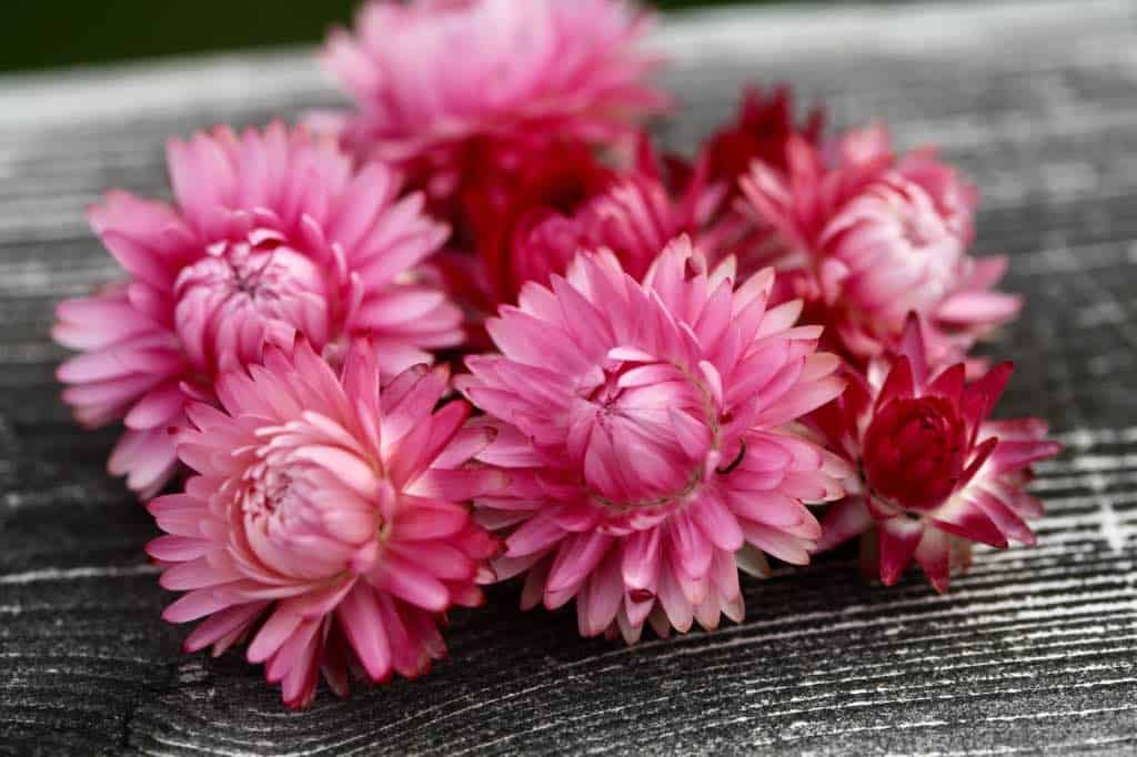 pink strawflowers on grey wood