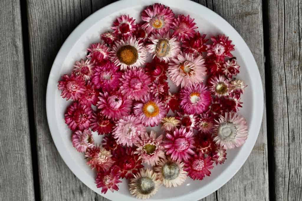 strawflowers drying on a plate- note the over mature blooms mixed in with the perfect staged blooms