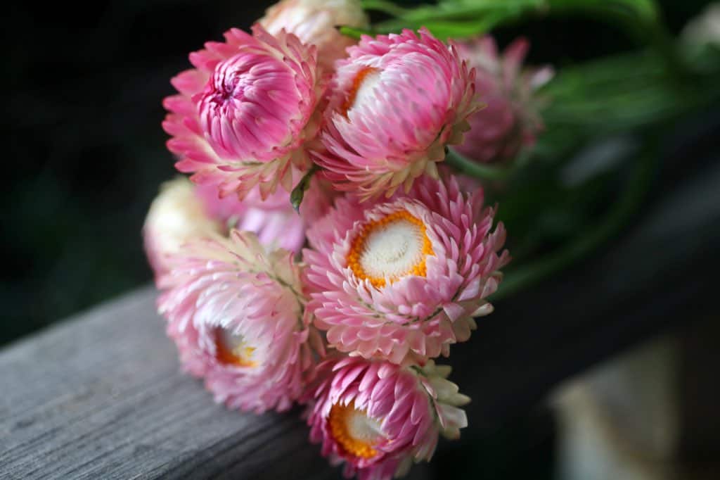 a small bouquet of pink strawflowers
