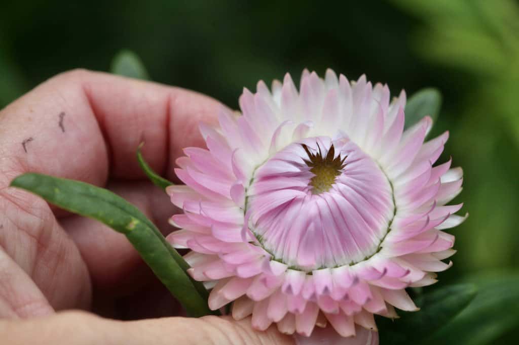 a hand holding a pink strawflower