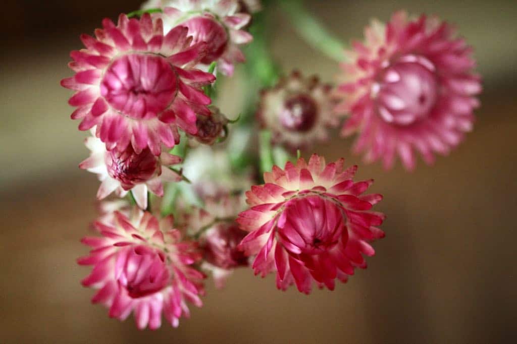 strawflowers hanging to dry