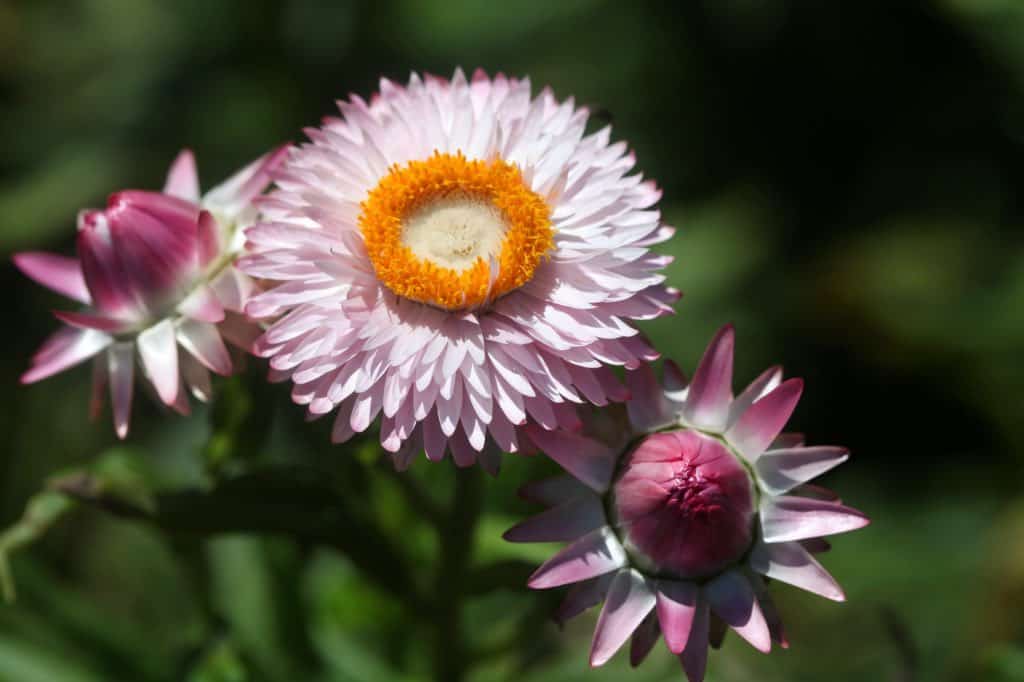 strawflowers in the garden