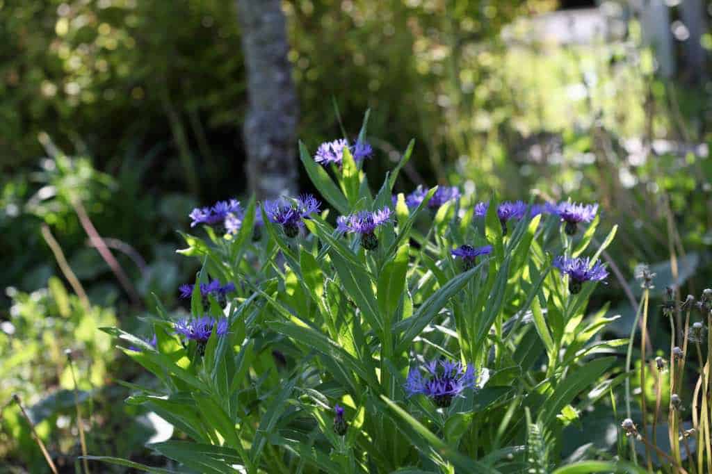 perennial bachelor buttons growing in the garden