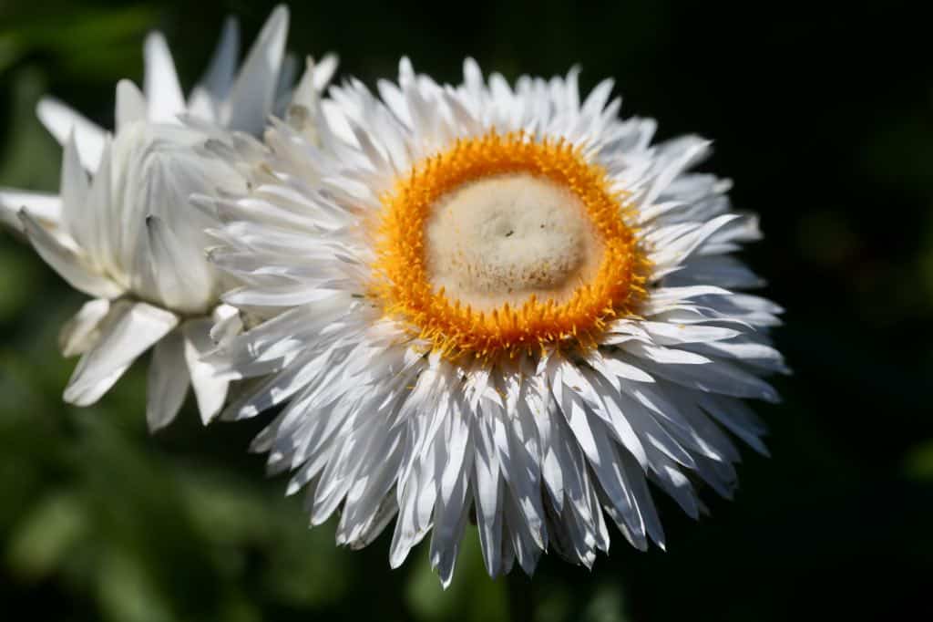 a white strawflower with a golden centre disc