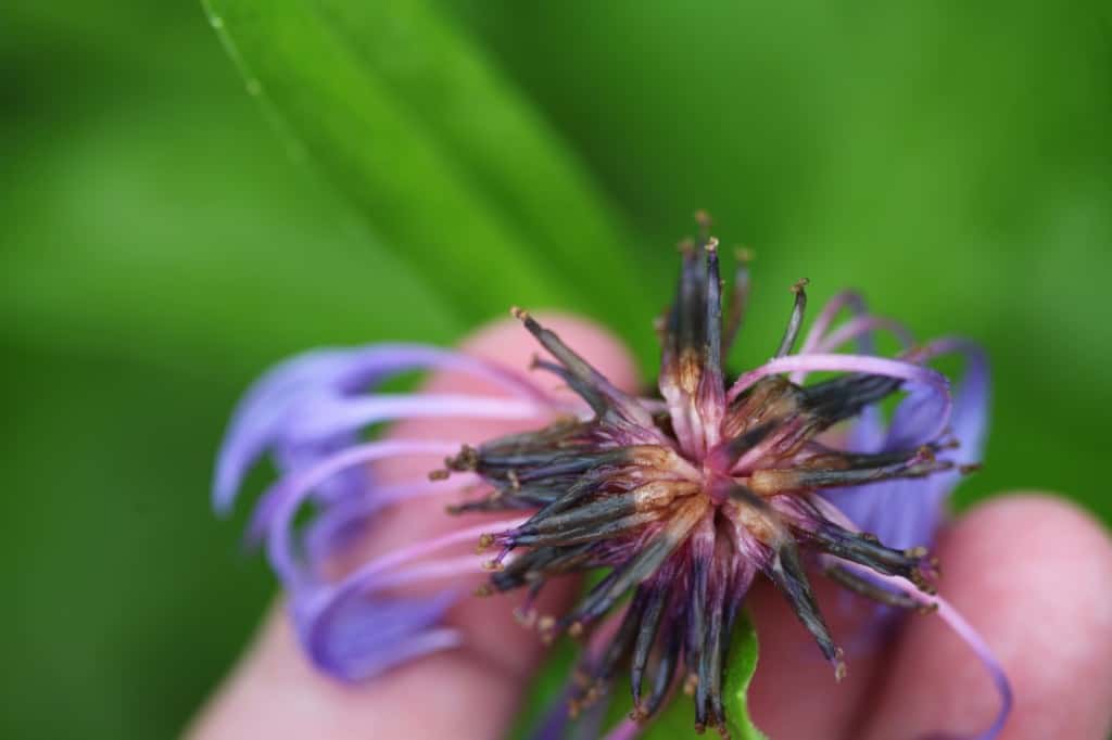 the spent bloom of a perennial bachelor button