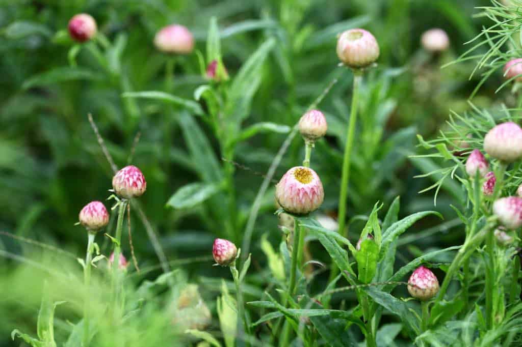 these strawflowers closed up on a dark and rainy day