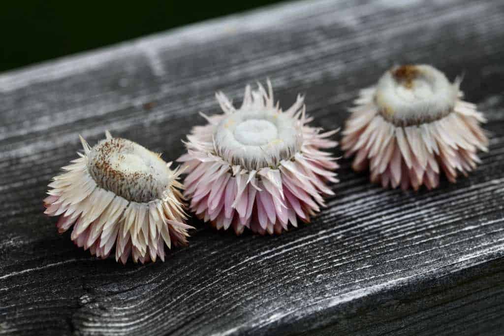 over mature dried strawflowers