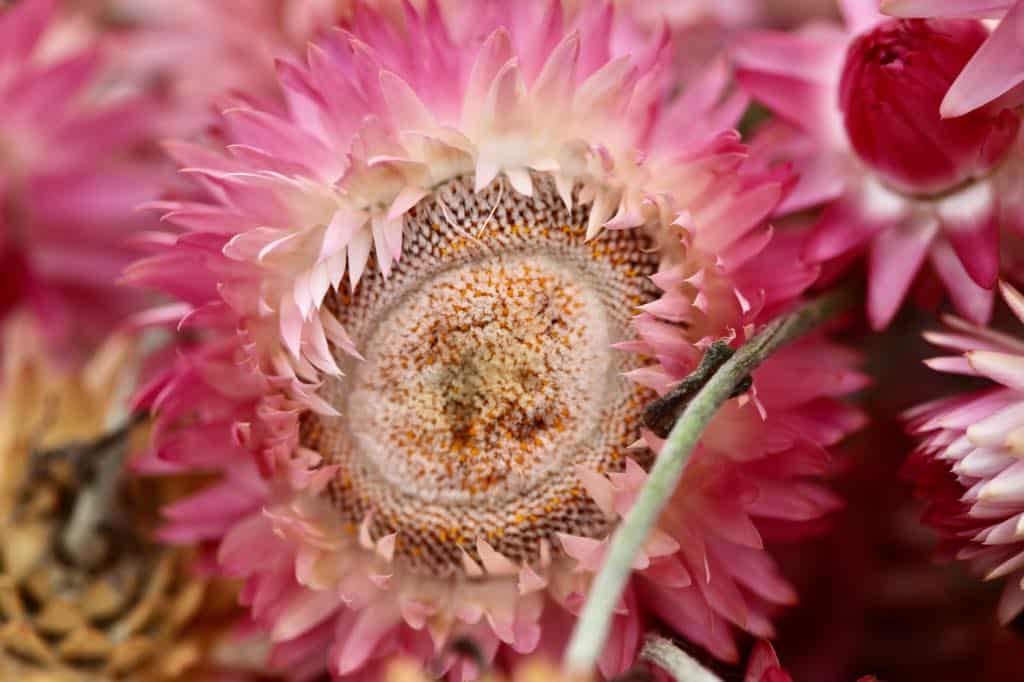 a mature pink strawflower bloom