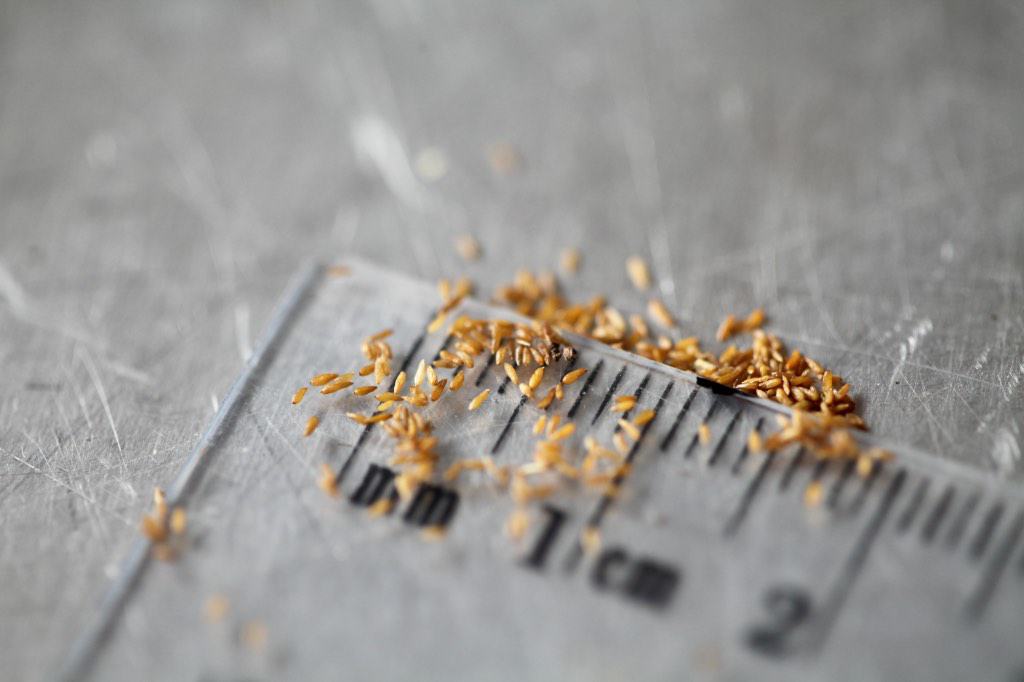 tiny fireweed seeds on a ruler
